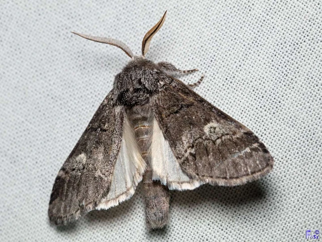 Drymonia querna - tölgyfa-púposszövő