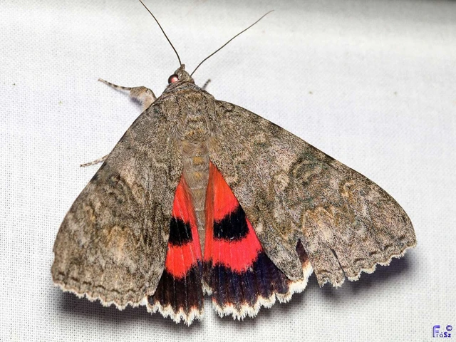 Catocala nupta - piros övesbagoly