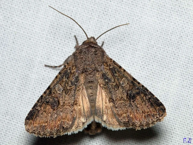 Hadula trifolii - lóherebagoly