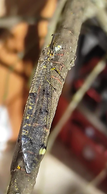 Neuroptera - Recésszárnyúak Neuroptera - Recésszárnyúak