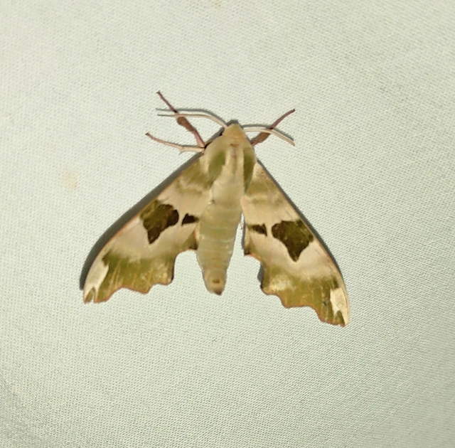 Mimas tiliae - hársfaszender