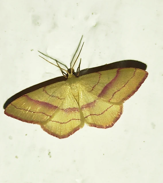 Rhodostrophia vibicaria - pirosszélű araszoló