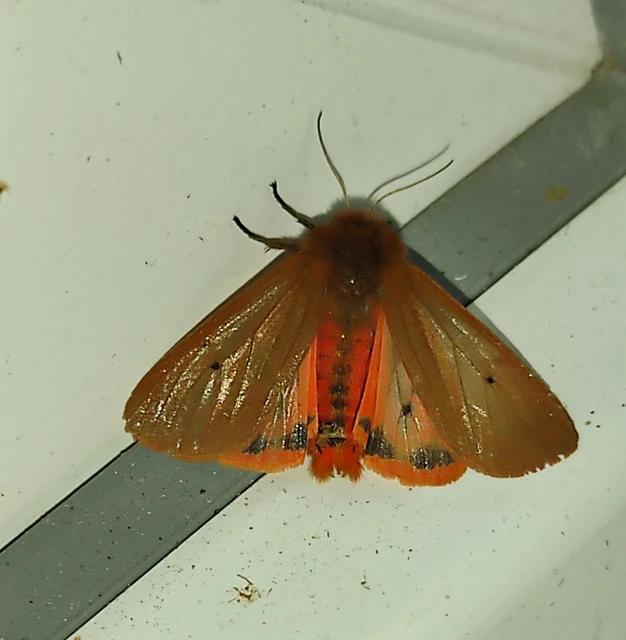 Phragmatobia fuliginosa - füstös medvelepke
