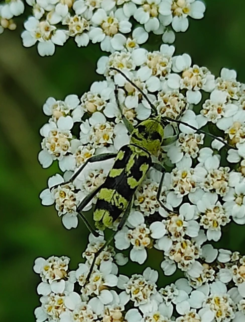 Chlorophorus varius - díszes darázscincér Chlorophorus varius - díszes darázscincér