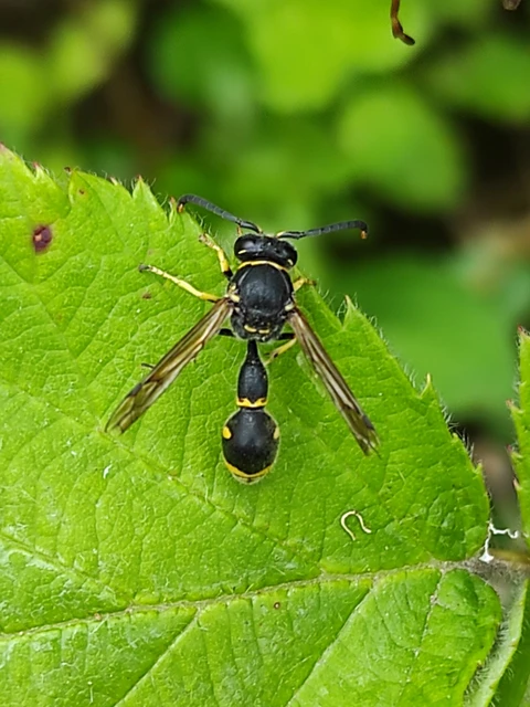 Hymenoptera - Hártyásszárnyúak Hymenoptera - Hártyásszárnyúak