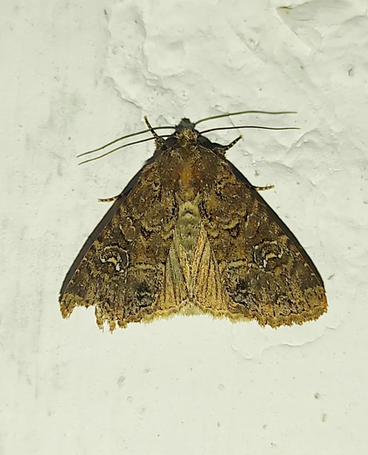 Mesapamea secalella/secalis
