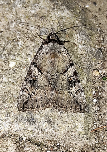 Catocala hymenaea - kökény-övesbagoly