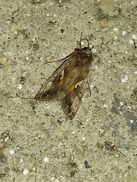 Autographa gamma - gammalepke