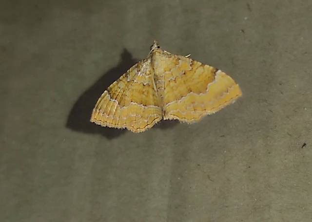 Camptogramma bilineata - kétvonalas sávosaraszoló