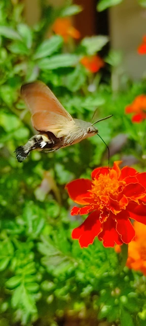 Macroglossum stellatarum - kacsafarkú szender