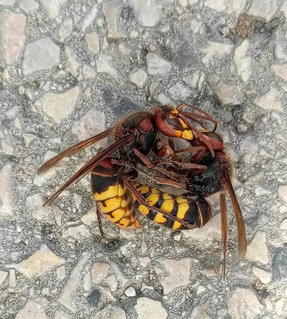 Vespa crabro - lódarázs Vespa crabro - lódarázs