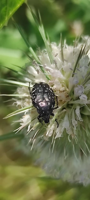 Oxythyrea funesta - sokpettyes virágbogár