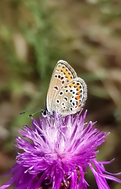 Plebejus argus - ezüstös boglárka