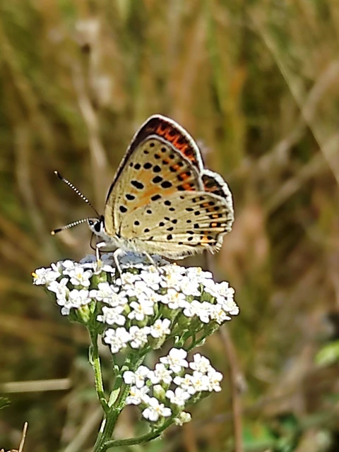 Lycaena tityrus - barna tűzlepke