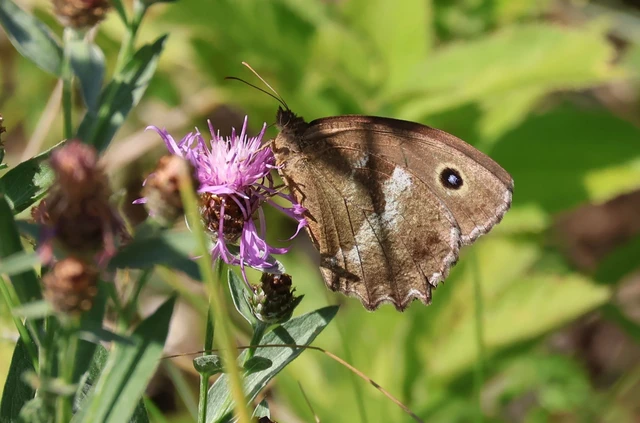 Minois dryas - fekete szemeslepke