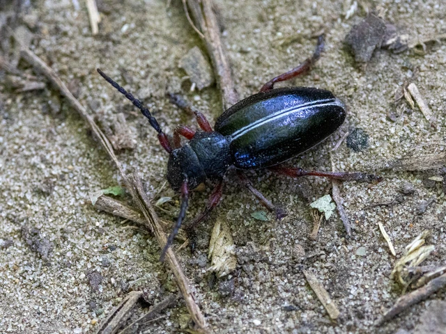 Coleoptera - Bogarak