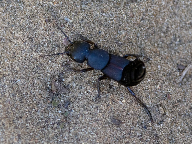 Coleoptera - Bogarak