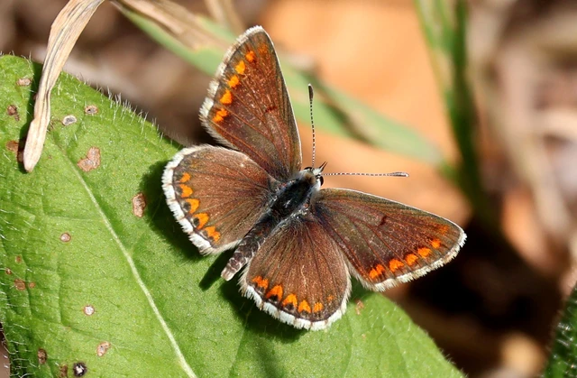 Aricia agestis - szerecsenboglárka