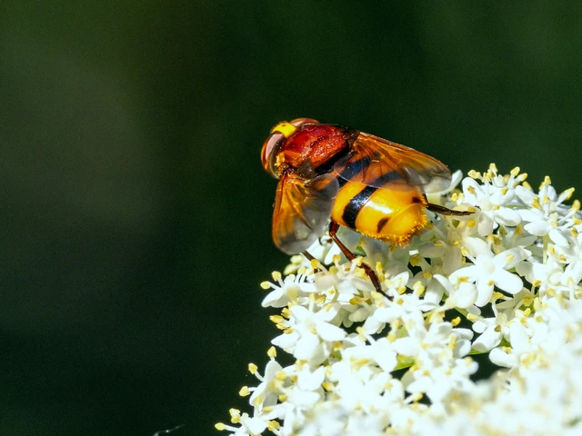 Diptera - Kétszárnyúak Diptera - Kétszárnyúak