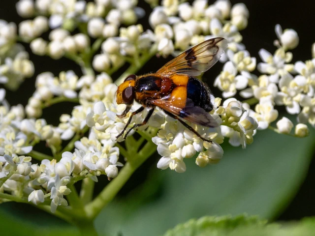 Diptera - Kétszárnyúak Diptera - Kétszárnyúak