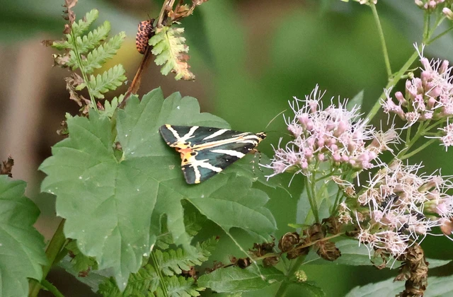 Euplagia quadripunctaria - csíkos medvelepke