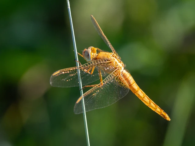 Crocothemis erythraea - skarlát szitakötő Crocothemis erythraea - skarlát szitakötő