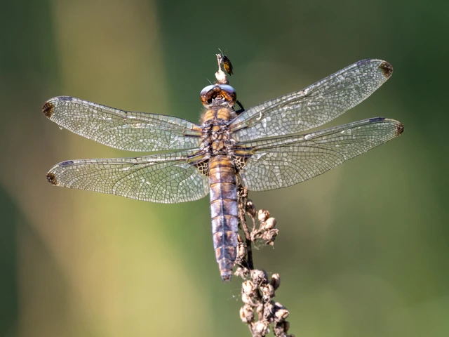 Libellula fulva - kisfoltos laposacsa Libellula fulva - kisfoltos laposacsa