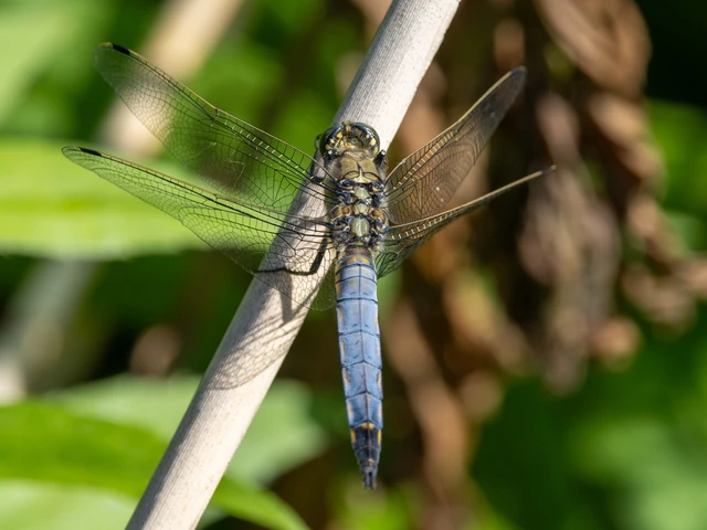 Orthetrum cancellatum - feketefarkú pásztorszitakötő Orthetrum cancellatum - feketefarkú pásztorszitakötő