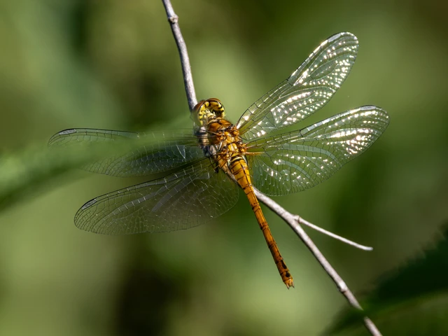 Sympetrum sanguineum - vörös katona-szitakötő Sympetrum sanguineum - vörös katona-szitakötő