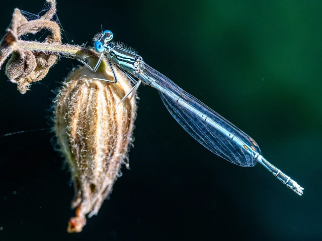 Platycnemis pennipes - széleslábú szitakötő Platycnemis pennipes - széleslábú szitakötő
