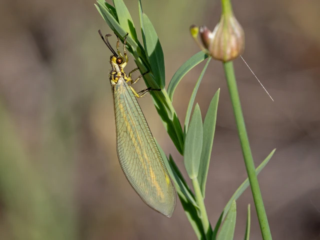 Neuroptera - Recésszárnyúak Neuroptera - Recésszárnyúak