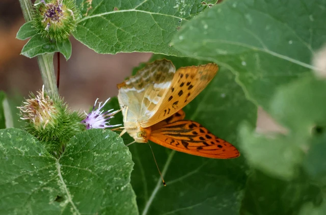 Argynnis paphia - nagy gyöngyházlepke