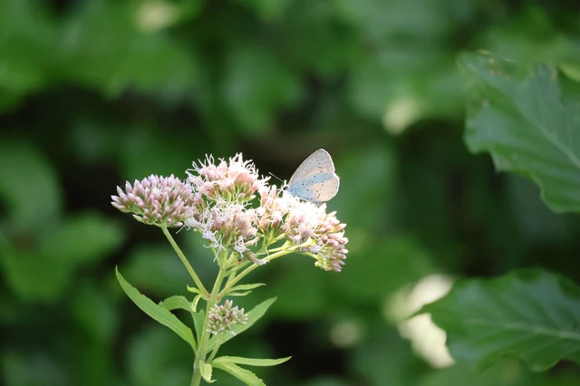 Celastrina argiolus - bengeboglárka