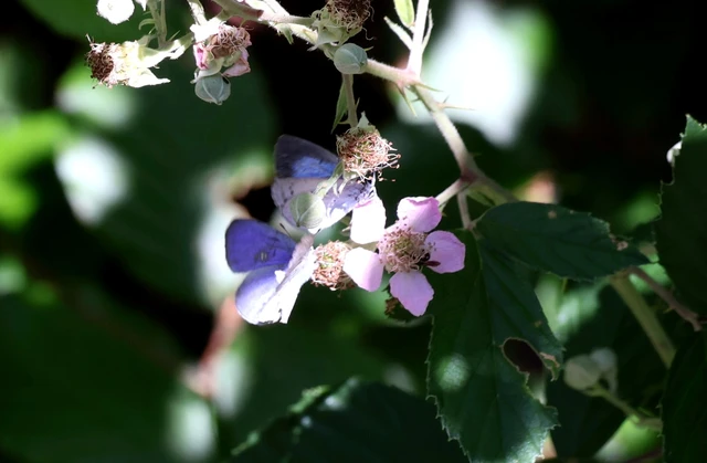 Celastrina argiolus - bengeboglárka