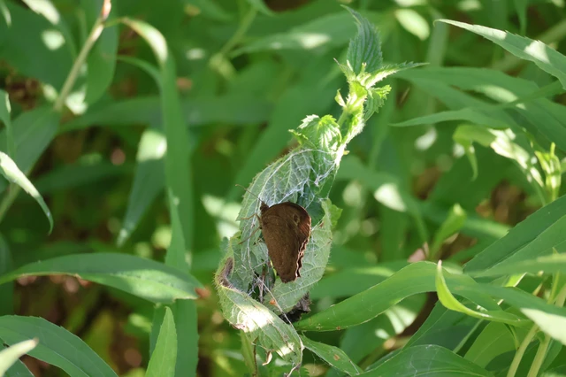 Minois dryas - fekete szemeslepke
