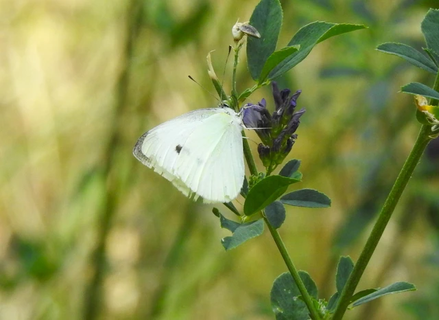 Pieris rapae - répalepke