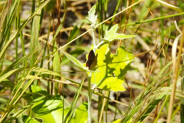 Aricia agestis - szerecsenboglárka
