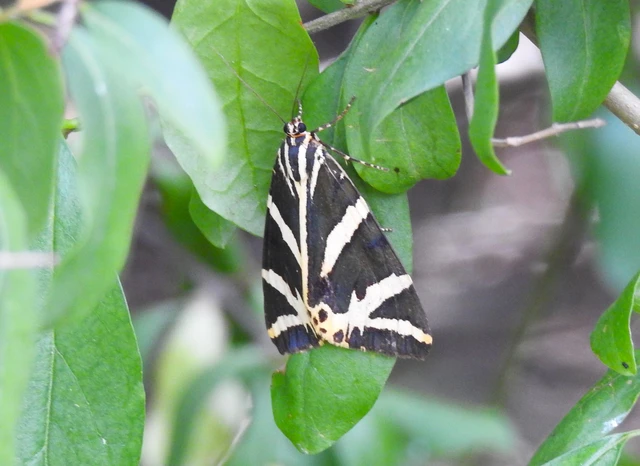 Euplagia quadripunctaria - csíkos medvelepke