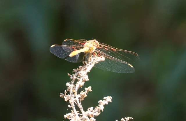 Sympetrum meridionale - fakó katona-szitakötő Sympetrum meridionale - fakó katona-szitakötő