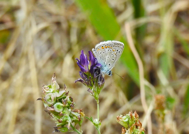 Polyommatus icarus - közönséges boglárka