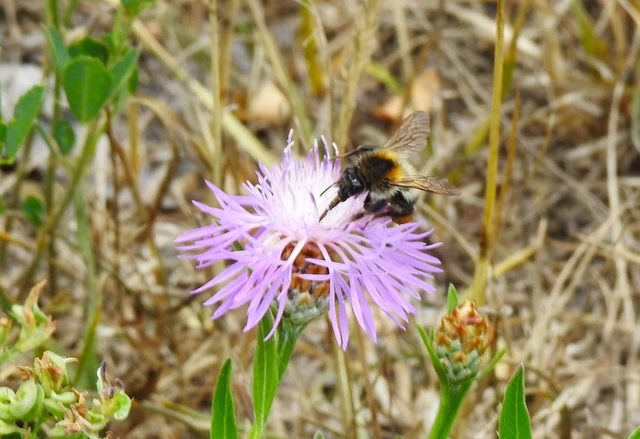 Hymenoptera - Hártyásszárnyúak Hymenoptera - Hártyásszárnyúak