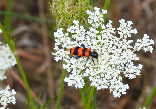 Trichodes apiarius - szalagos méhészbogár