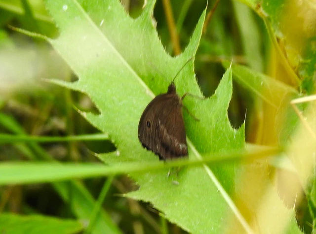 Minois dryas - fekete szemeslepke