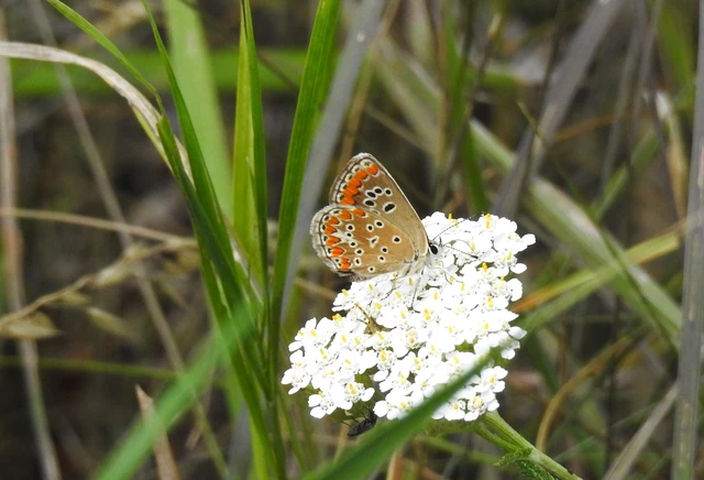 Aricia agestis - szerecsenboglárka