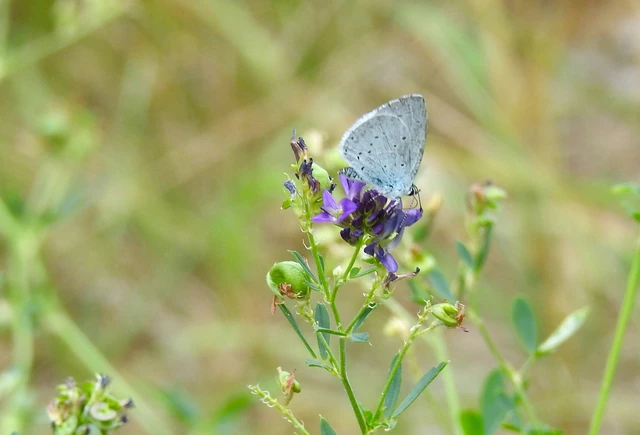 Celastrina argiolus - bengeboglárka