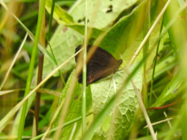 Minois dryas - fekete szemeslepke