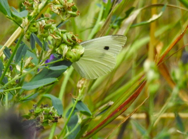 Pieris rapae - répalepke