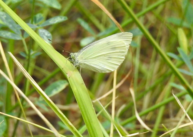 Pieris rapae - répalepke
