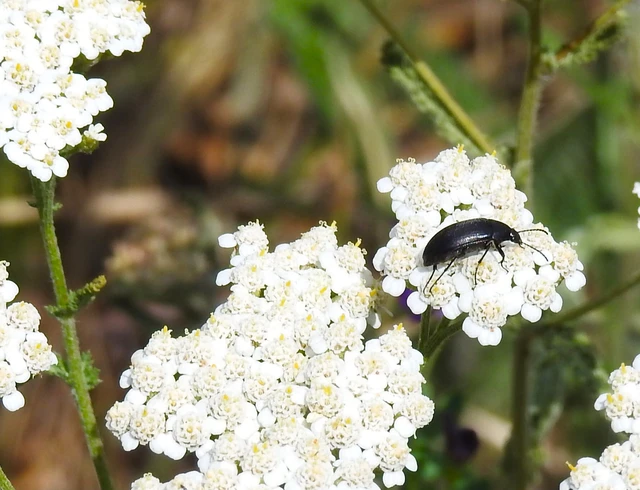 Coleoptera - Bogarak