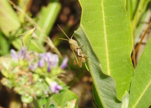 Orthoptera - Egyenesszárnyúak Orthoptera - Egyenesszárnyúak